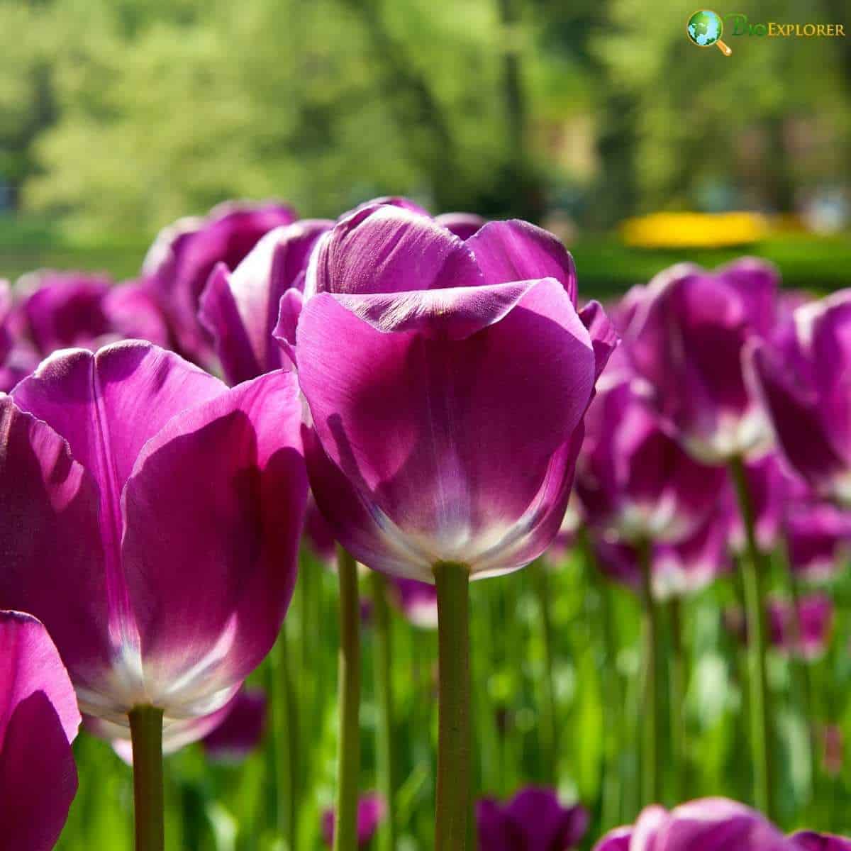 Purple Dutch Tulip