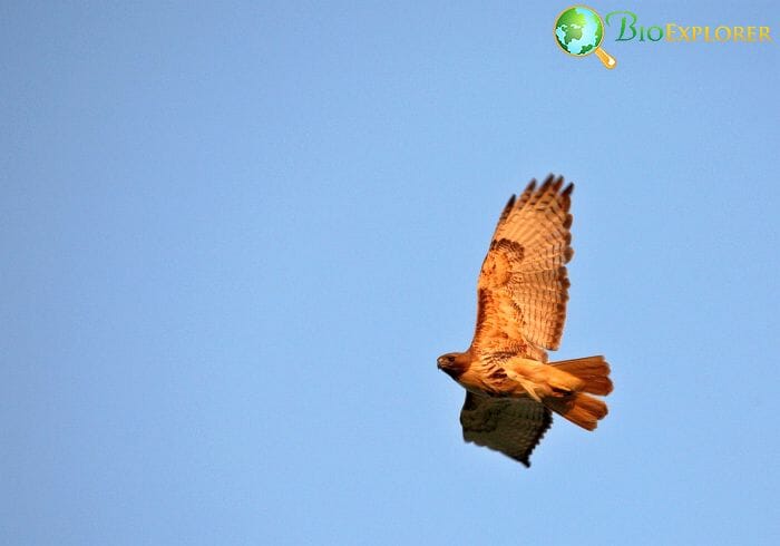 Red-tailed Hawk