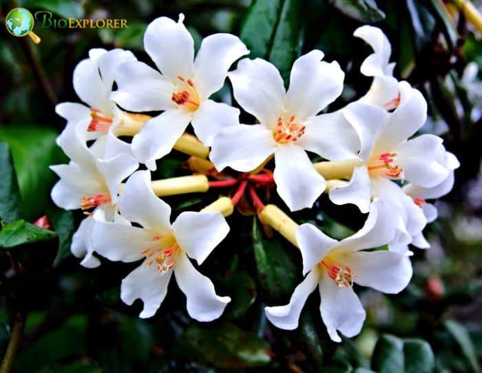 Rhododendron Gumpo White