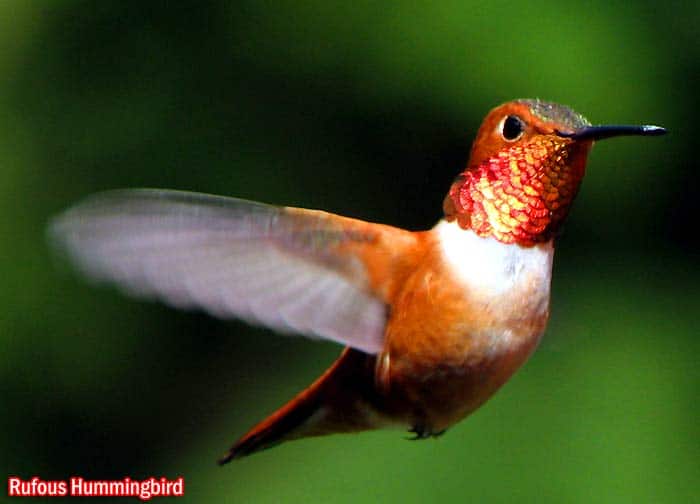 Rufous Hummingbird (Selasphorus rufus)