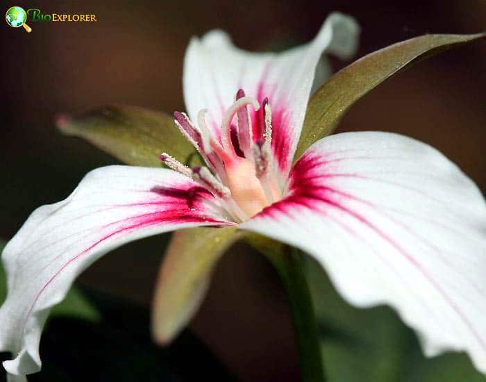 Trillium Trillium Undula