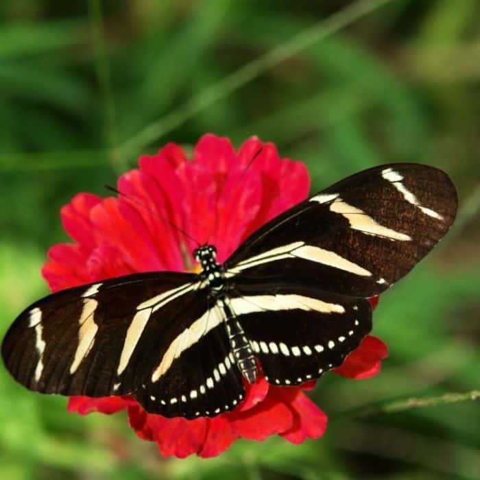 Zebra Longwing