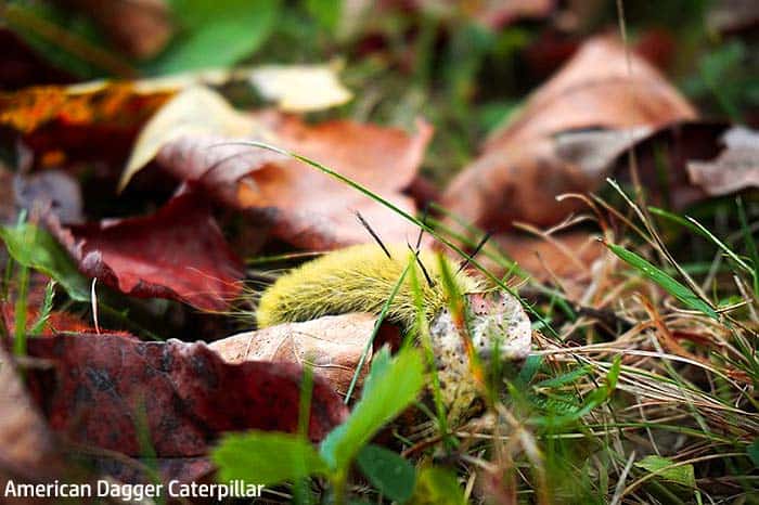 American dagger moth