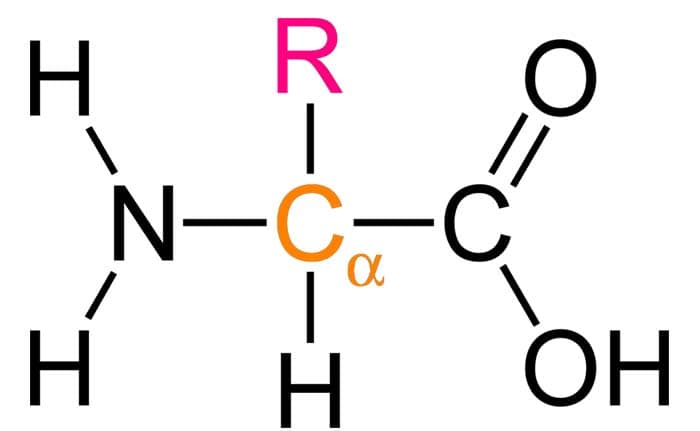 Amino Acid