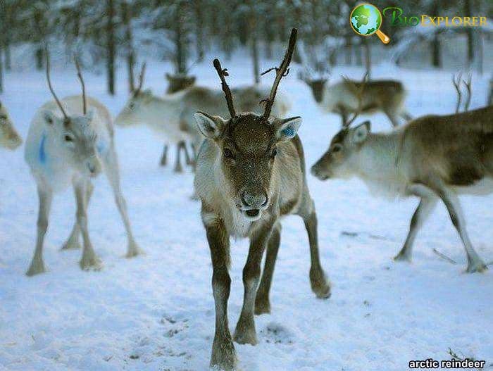 Arctic Reindeer