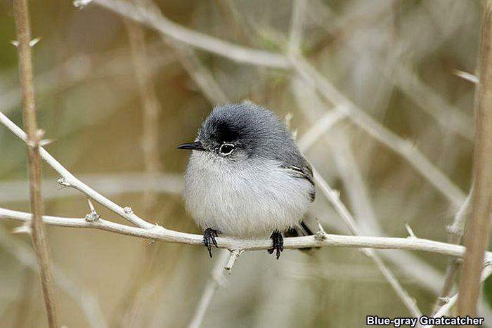 Blue-gray Gnatcatcher