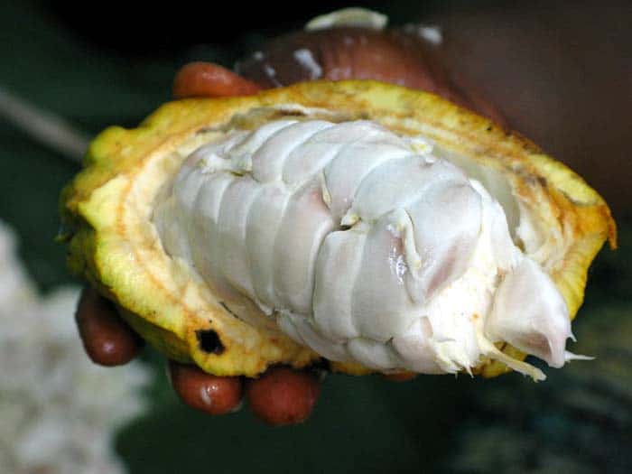 Cocoa Beans