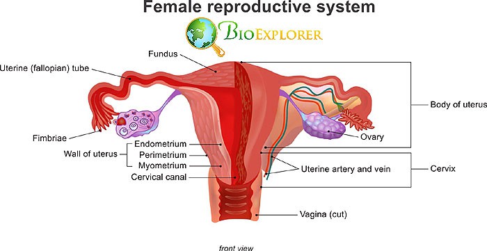 Female Reproductive System