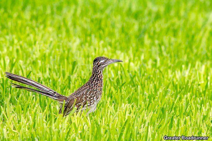 Greater Roadrunner