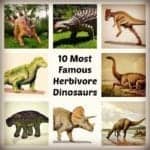 Herbivore Dinosaurs