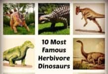 Herbivore Dinosaurs