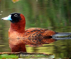 Masked Duck (Nomonyx dominicus)