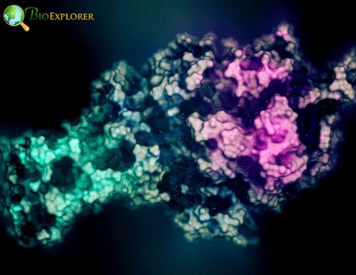 Mitochondrial Proteins