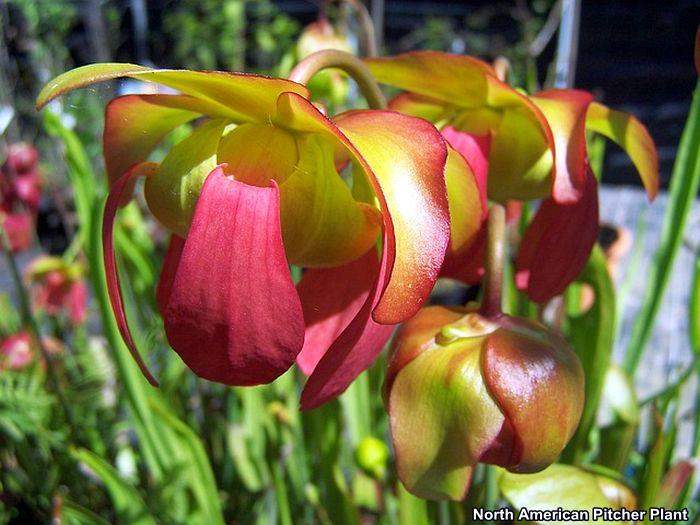 North American Pitcher Plant