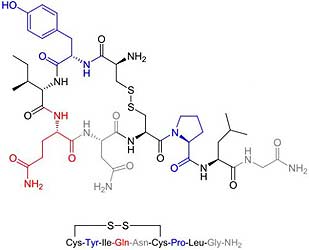 Oxytocin Hormone