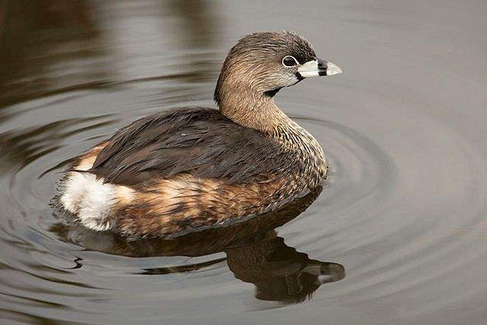 Pied-Billed Grebe