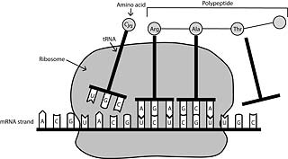 protein synthesis