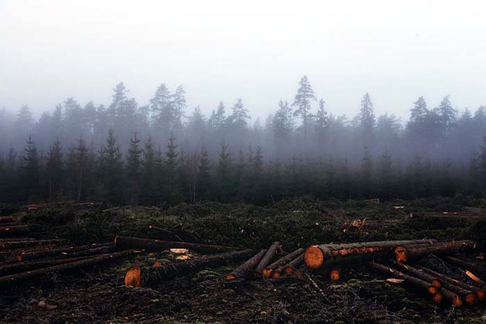 Soil loss due to deforestation