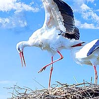 Storks