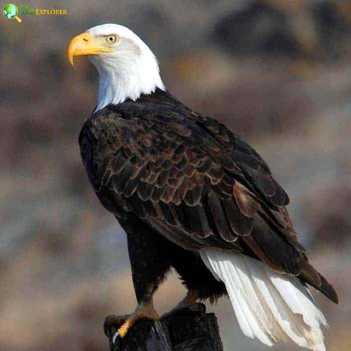 Bald Eagle