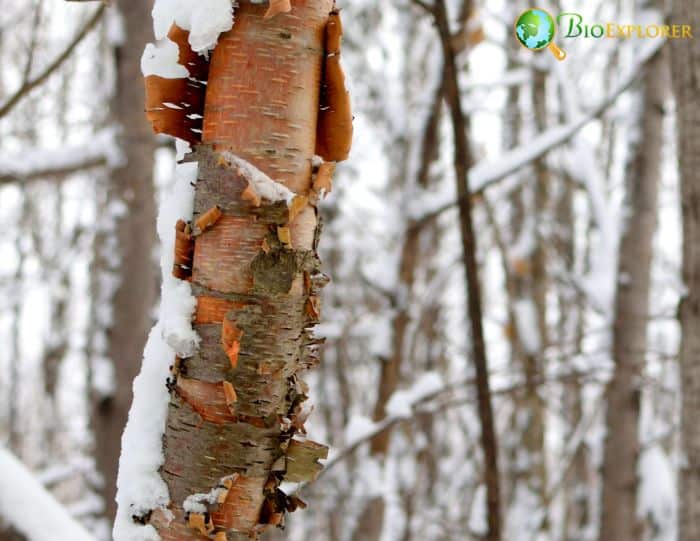 Betula Papyrifera