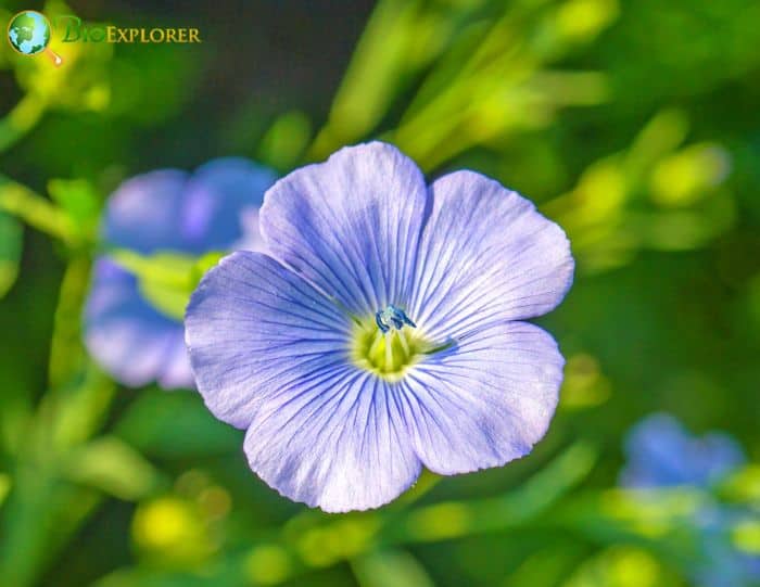 Blue Flax