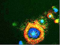 circulating tumor cells