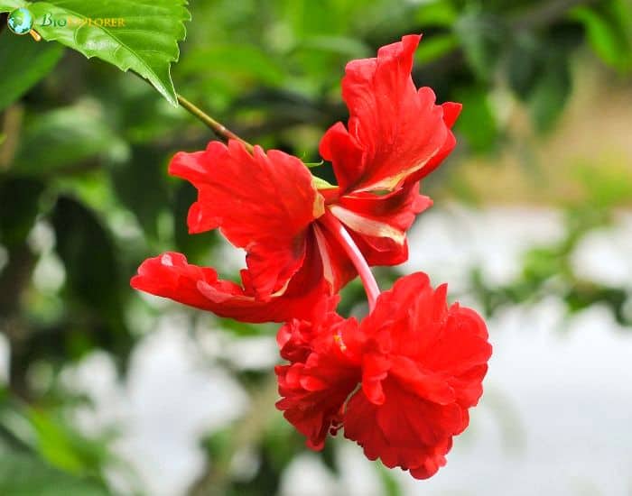 Fringed Hibiscus (Hibiscus Schizopetalus)