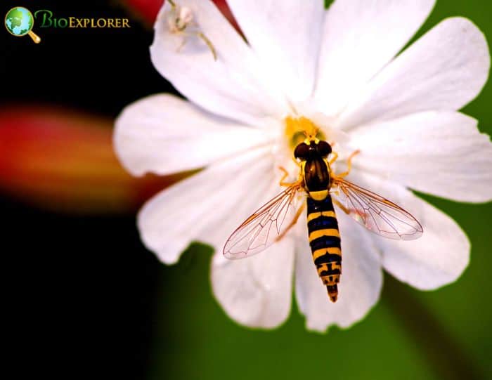 Hoverfly