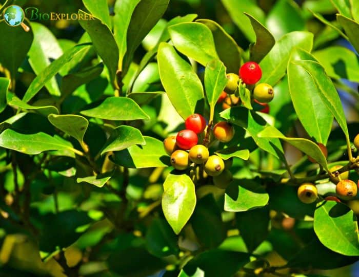 Mochi Tree (Ilex Integra)