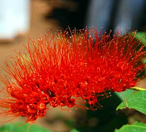 Monkey Brush Vine