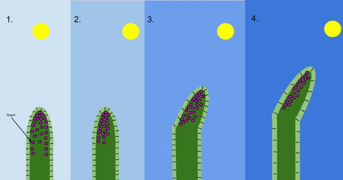 Plant Phytochromes