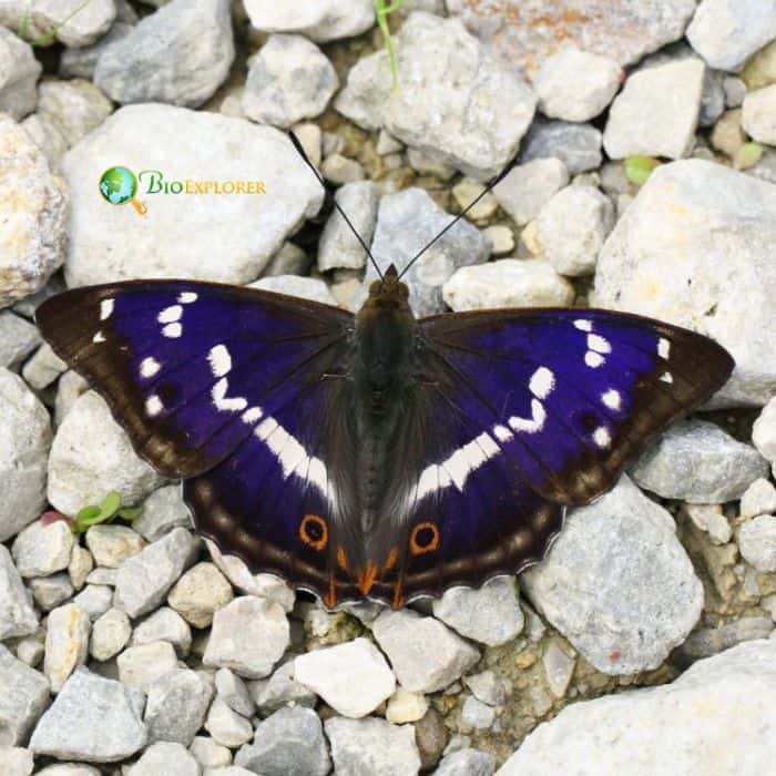 Purple Emperor