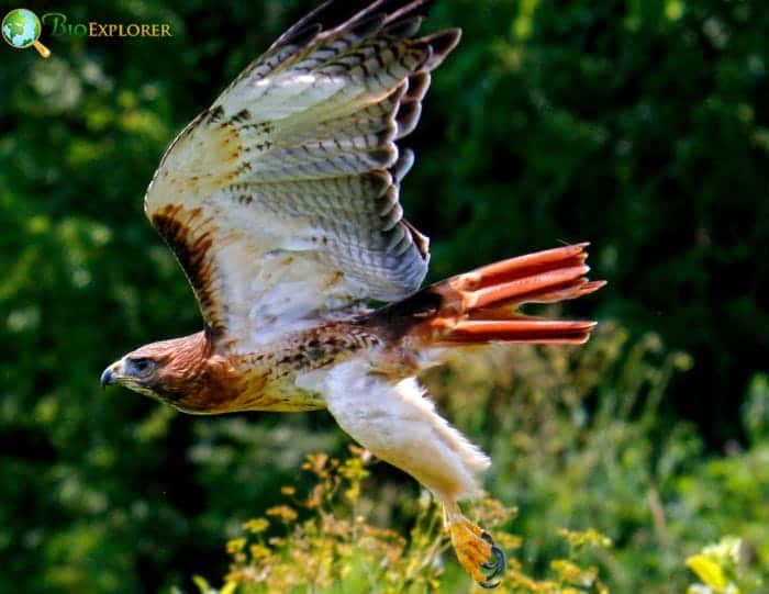 Red Tailed Hawk