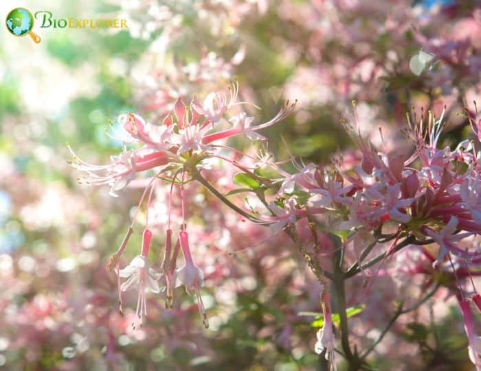 Rhododendron canescens