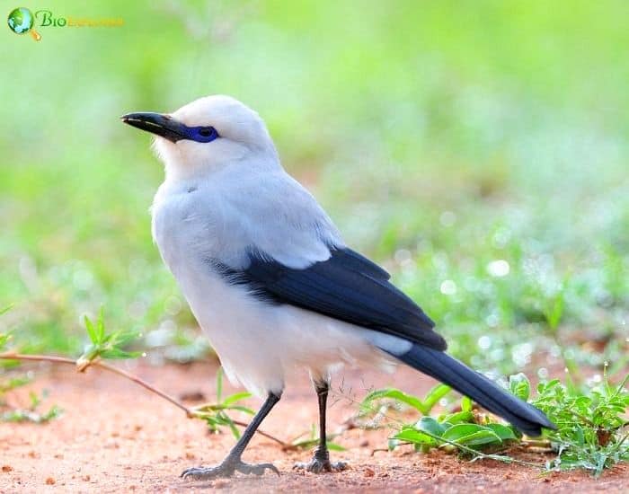 Stresemanns Bristlefront