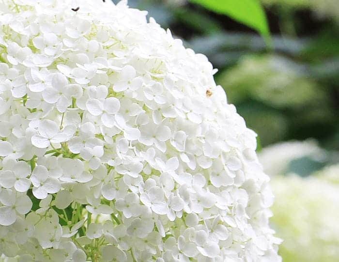 White Hydrangea