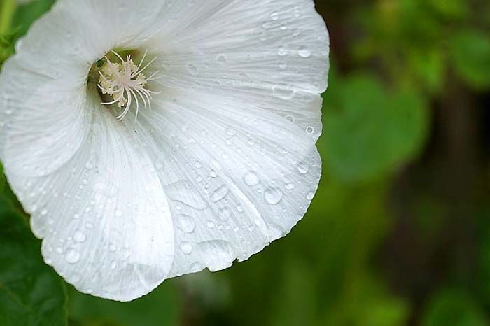 Bindweed