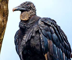 Black Vulture