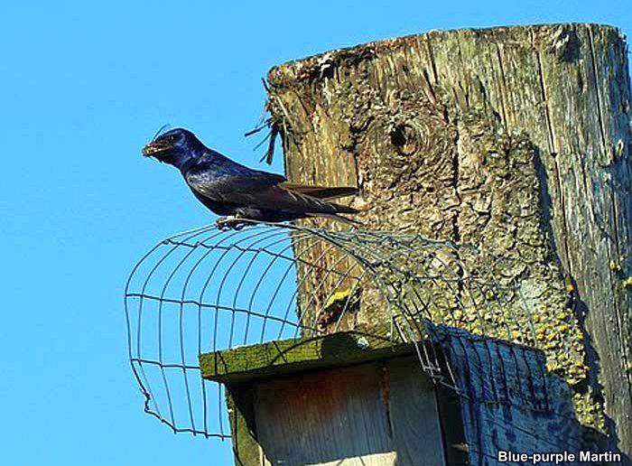 Blue-purple Martin