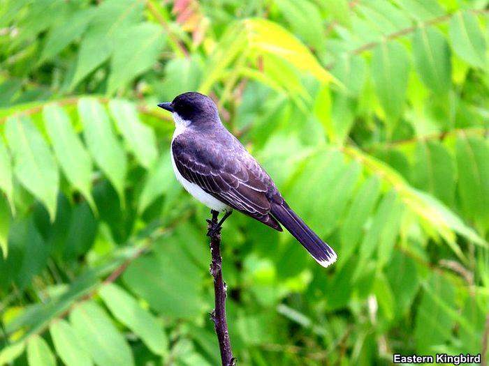 Eastern Kingbird