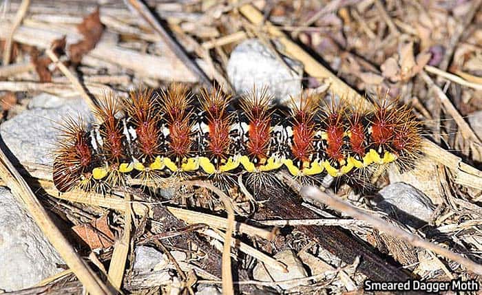 smeared dagger moth caterpillar wiki