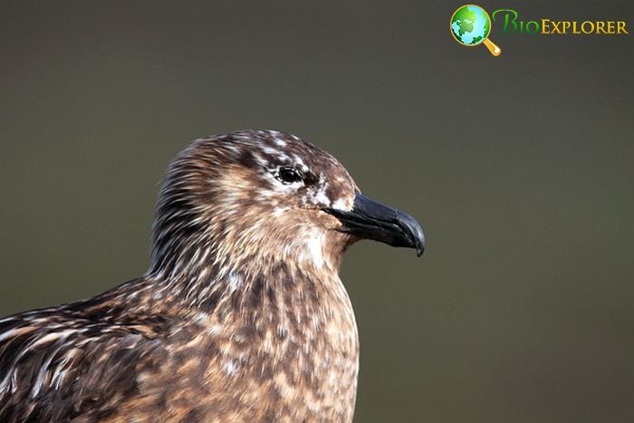 South Polar Skua