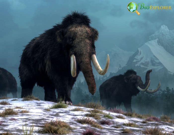 Woolly Mammoth