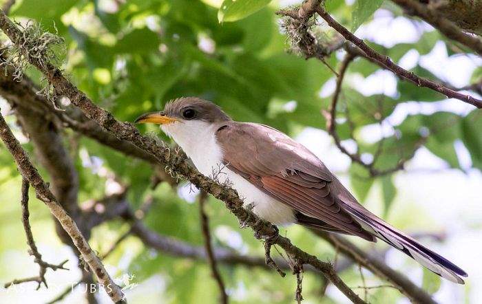 Yellow-Billed Cuckoo