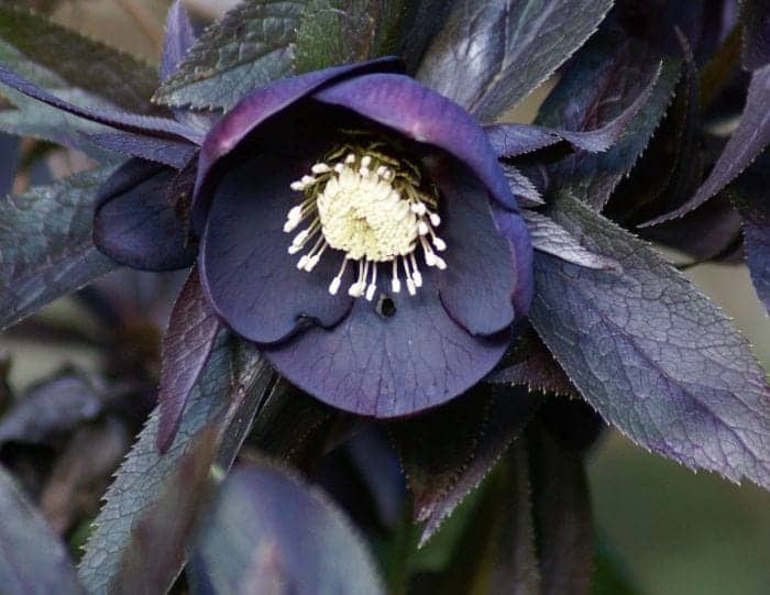 Black Hellebore