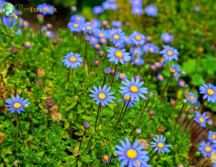 Blue Marguerite Daisy