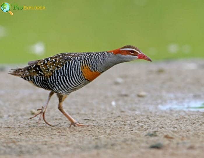 Buff Banded Rail