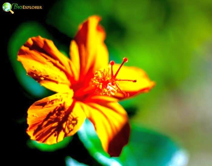 Hawaiian Red Hibiscus (Hibiscus Kokio)