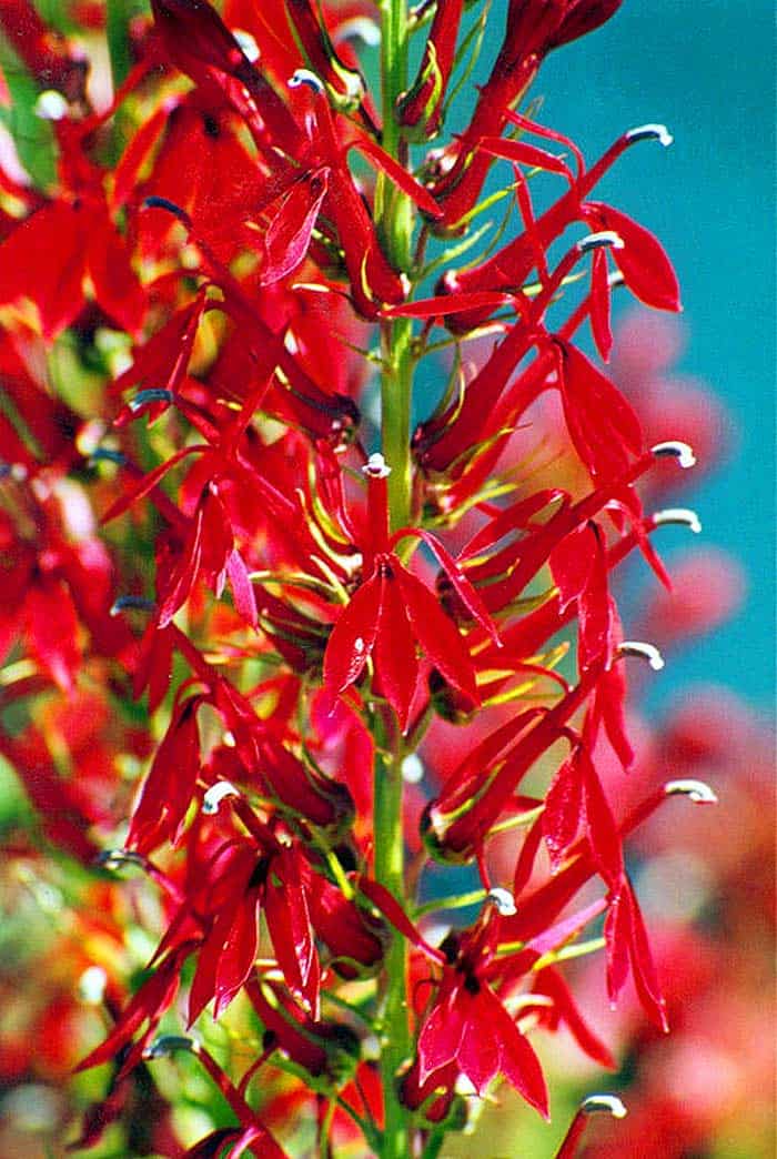 Lobelia gaudichaudii